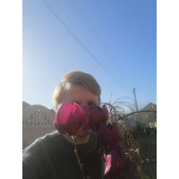 Магнолія Чорний тюльпан