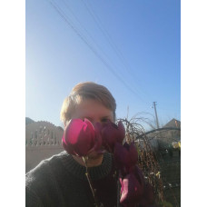 Магнолія Чорний тюльпан