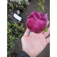 Магнолия  суланжа Джени (Magnolia Genie)