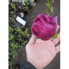 Магнолія суланжа Джені (Magnolia Genie)