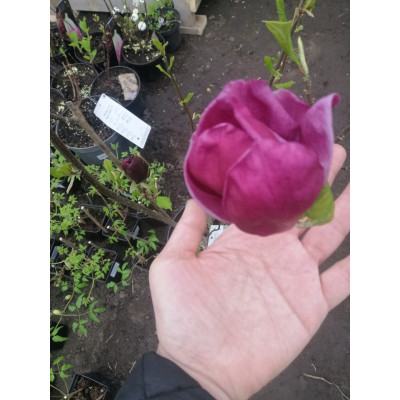 Магнолія суланжа Джені (Magnolia Genie)