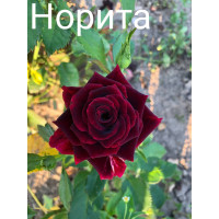 Спрей Норіта