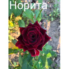 Спрей Норіта