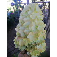 Гортензія Бонфаєр “Hydrangea paniculata Bonfire”

2х річки в р9, р12 горщиках