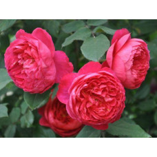 Троянда англійська Бенжамін Бріттен